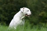 DOGUE ARGENTIN 440